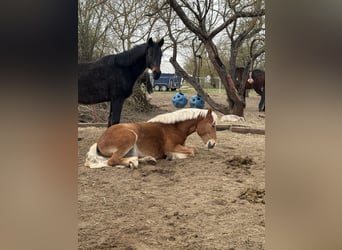 Haflinger, Caballo castrado, 2 años, 148 cm, Bayo