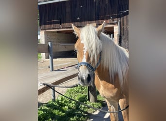 Haflinger, Caballo castrado, 2 años, 148 cm, Palomino