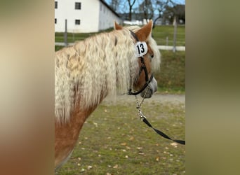 Haflinger, Caballo castrado, 2 años, 149 cm, Alazán
