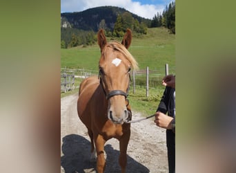 Haflinger, Caballo castrado, 2 años, 150 cm, Alazán