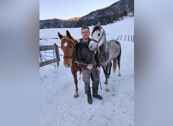 Haflinger, Caballo castrado, 2 años, 150 cm, Alazán