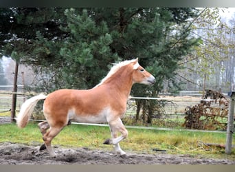 Haflinger, Caballo castrado, 2 años, 150 cm, Palomino