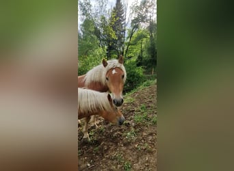 Haflinger, Caballo castrado, 2 años, 153 cm, Alazán