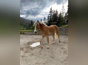 Haflinger, Caballo castrado, 2 años, 153 cm, Alazán