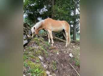 Haflinger, Caballo castrado, 2 años, 153 cm, Alazán
