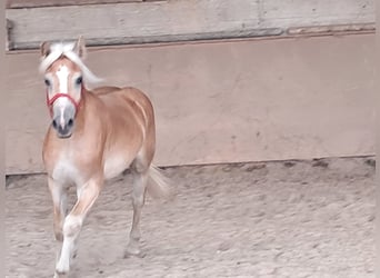 Haflinger, Caballo castrado, 2 años, 155 cm, Alazán