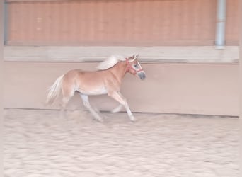 Haflinger, Caballo castrado, 2 años, 155 cm, Alazán