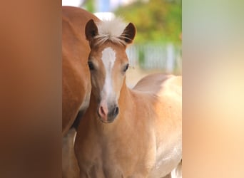 Haflinger, Caballo castrado, 2 años, Alazán