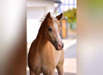 Haflinger, Caballo castrado, 2 años, Alazán