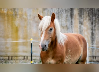 Haflinger, Caballo castrado, 2 años, Alazán