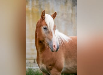 Haflinger, Caballo castrado, 2 años, Alazán