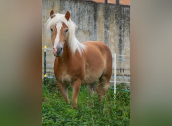 Haflinger, Caballo castrado, 2 años, Alazán