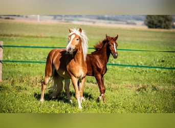 Haflinger, Caballo castrado, 2 años, Alazán