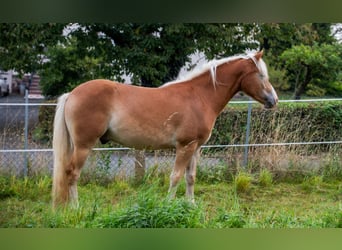 Haflinger, Caballo castrado, 2 años, Alazán