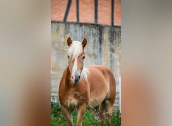 Haflinger, Caballo castrado, 2 años, Alazán