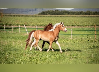 Haflinger, Caballo castrado, 2 años, Alazán