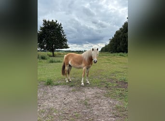Haflinger, Caballo castrado, 2 años, Alazán
