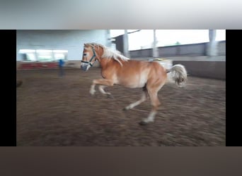 Haflinger, Caballo castrado, 2 años, Alazán