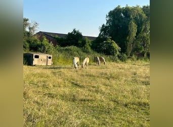 Haflinger, Caballo castrado, 2 años, Alazán