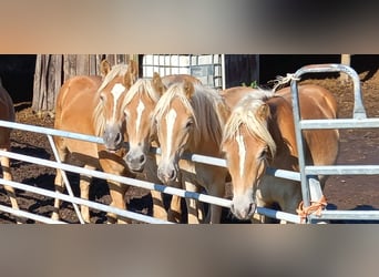 Haflinger, Caballo castrado, 2 años, Alazán