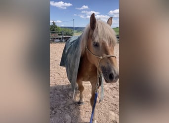 Haflinger, Caballo castrado, 2 años