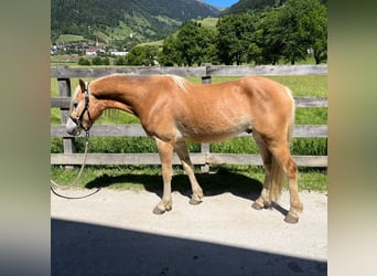 Haflinger, Caballo castrado, 3 años, 142 cm, Alazán