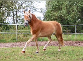 Haflinger, Caballo castrado, 3 años, 142 cm, Palomino