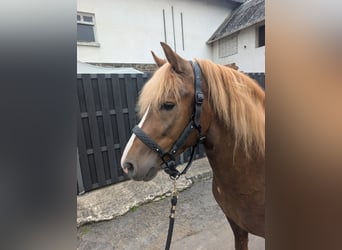 Haflinger Mestizo, Caballo castrado, 3 años, 143 cm, Alazán-tostado