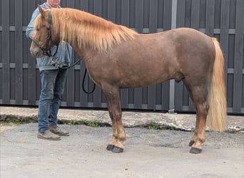 Haflinger Mestizo, Caballo castrado, 3 años, 143 cm, Alazán-tostado