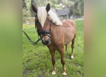 Haflinger, Caballo castrado, 3 años, 146 cm, Alazán