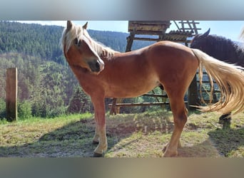 Haflinger, Caballo castrado, 3 años, 146 cm, Alazán