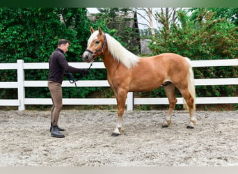 Haflinger, Caballo castrado, 3 años, 146 cm, Alazán