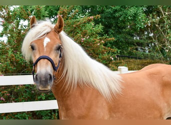 Haflinger, Caballo castrado, 3 años, 146 cm, Alazán