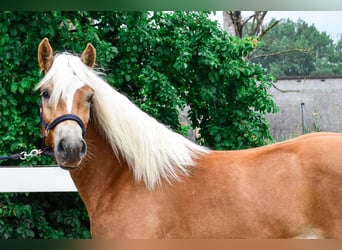 Haflinger, Caballo castrado, 3 años, 146 cm, Alazán