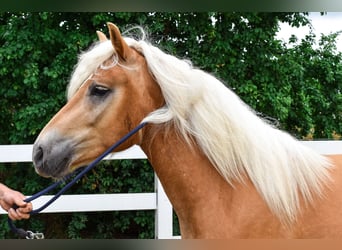 Haflinger, Caballo castrado, 3 años, 146 cm, Alazán