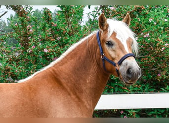 Haflinger, Caballo castrado, 3 años, 146 cm, Alazán