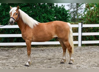 Haflinger, Caballo castrado, 3 años, 146 cm, Alazán