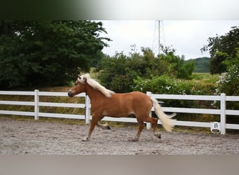 Haflinger, Caballo castrado, 3 años, 146 cm, Alazán