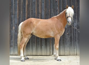 Haflinger, Caballo castrado, 3 años, 146 cm