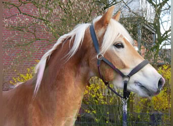 Haflinger, Caballo castrado, 3 años, 146 cm