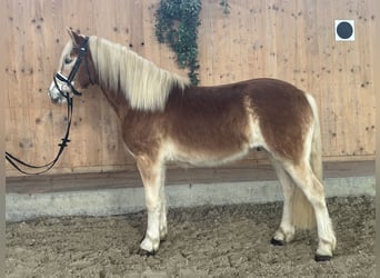 Haflinger, Caballo castrado, 3 años, 147 cm, Alazán