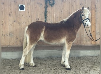 Haflinger, Caballo castrado, 3 años, 147 cm, Alazán