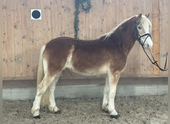 Haflinger, Caballo castrado, 3 años, 147 cm, Alazán