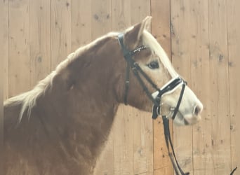 Haflinger, Caballo castrado, 3 años, 147 cm, Alazán