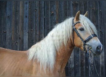 Haflinger, Caballo castrado, 3 años, 147 cm, Alazán