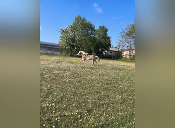 Haflinger, Caballo castrado, 3 años, 147 cm