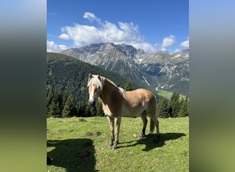 Haflinger, Caballo castrado, 3 años, 148 cm, Alazán