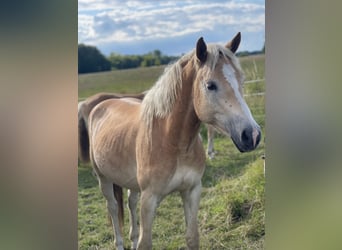 Haflinger, Caballo castrado, 3 años, 148 cm