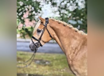 Haflinger, Caballo castrado, 3 años, 148 cm, Palomino