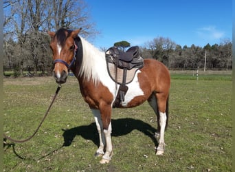 Haflinger Mestizo, Caballo castrado, 3 años, 148 cm, Tobiano-todas las-capas